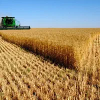 زمین-کشاورزی-دیم