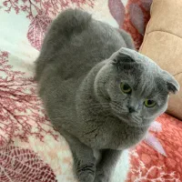 گربه اسکاتیش جهت جفتگیری