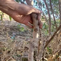 نهال بادام مامایی|خدمات باغبانی و درختکاری|شهرکرد, |دیوار