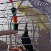 پرنده عروس پاریس و هلندی