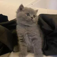 بلو و سیلور گربه های بریتیش اصیل