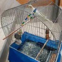 عروس  هلندی