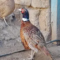 پرنده زینتی