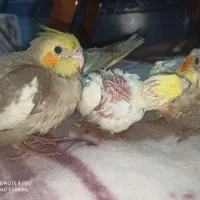 عروس هلندی|پرنده|شیروان (خراسان), |دیوار