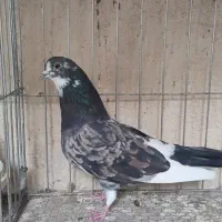 کفترپرشی|پرنده|قم, سید معصوم|دیوار