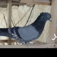 کبوترسبزنروماده دهنجورپرشی موقعیت تکاب ارسال دارم