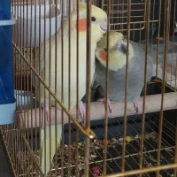 یک جفت عروس هلندی