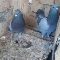 کفتر شامپیون کاشونی|پرنده|شهرضا, |دیوار