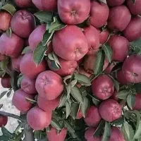 نهالستان ارقام متنوع میوه و گردو های پربار پالیز