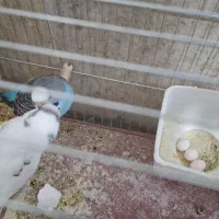 مرغ عشق|پرنده|خنداب, |دیوار