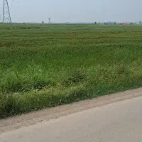 بذر سویا رقم گلبرگ