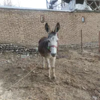 الاغ نر  گله ای 6سال