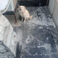 سگ ماده اشپیتز ۲ساله