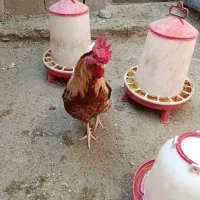 جوجه اصل لوهمن