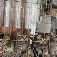 اسکاتیش بریتیش