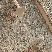 یک جفت کفتر نر و ماده دوکت سرور مهر|پرنده|سلفچگان, |دیوار