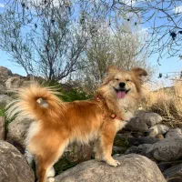 واگذاری سگ پامر اشپیتز