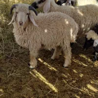 میش آوست
