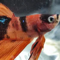 فایر ماهی هافمون کندی|ماهی|شیراز, عفیفآباد|دیوار