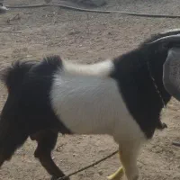 نری جوان و سرحال|حیوانات مزرعه|رودخانه, |دیوار