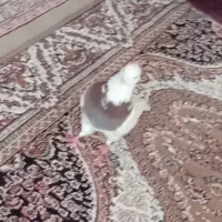 یک عدد کبوتر|حیوانات|کرمانشاه, |دیوار