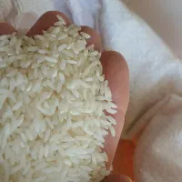 برنج پاکستانی ۱۳۹