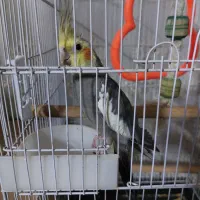 جفت عروس با۴ تخم معاوضه با ماهی اکواریومی گوشتخوار