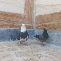 کبوتر