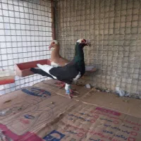 اسکندرون اصیل وارداتی جفت،کاریر نروماده اصیل|پرنده|مشهد, چاهشک|دیوار