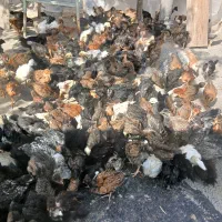 ۵۰۰ تا جوجه ۵۰ روزه کاکلی.و بدون کاکل و گردن لخت