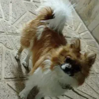 توله پامر ماده|سگ|تربت‌حیدریه, پائین ولایت|دیوار