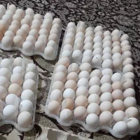 تخم مرغ نطفه دار