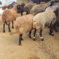 بره نر هترو