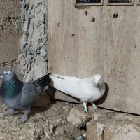 کبوتر میپرونم