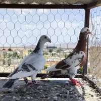 کفتر قولدور مینا سرخو پلنگ سبز