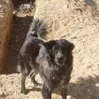 سگ نگهبان قهدریجانی