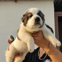 سگ اصیل آلابای ترکمن