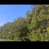 اجاره-گیر-باغ-هستم