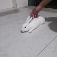 خرگوش نر و ماده