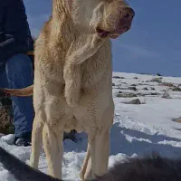 واگذاری سرابی|سگ|باسمنج, |دیوار