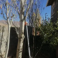 باغبانی و هرس کاری و پیوند همه درختان