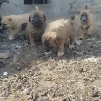 سگ سرابی عراقی پژدر خراسانی آلابای افغان|سگ|کبودرآهنگ, |دیوار