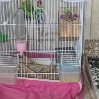 مرغ عشق جفت|پرنده|پاکدشت, پاکدشت (مامازند)|دیوار