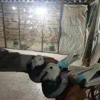 دوتا کفتر شازده سبز کر هم دیگه ننه بابا دار