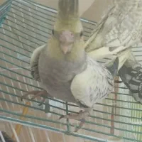 جوجه عروس هلندی|پرنده|چابهار, |دیوار