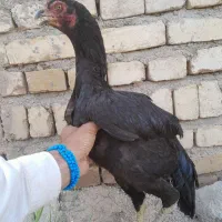 مرغ لاری