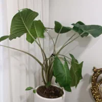 گل بابا آدم|گل و گیاه طبیعی|الیگودرز, |دیوار