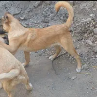 توله سرابی درجه۱|سگ|تبریز, |دیوار