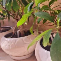 بنسای و آبیاری|گل و گیاه طبیعی|تهران, شهرک نفت|دیوار