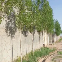باغ-کلاکوب